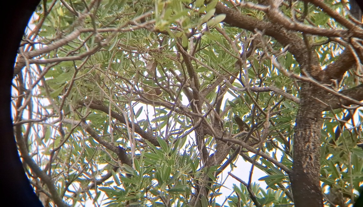 Ashy-headed Green-Pigeon - ML642898452