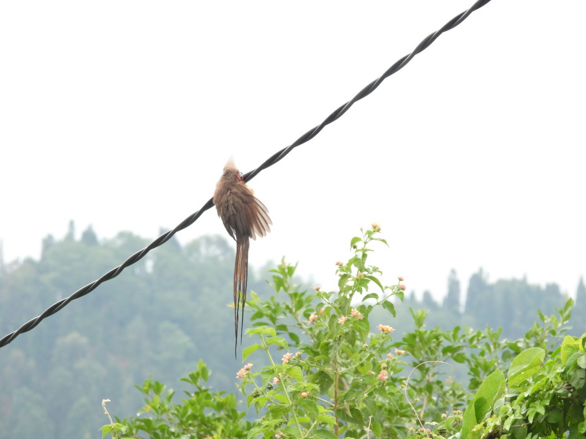 Speckled Mousebird - ML642898453