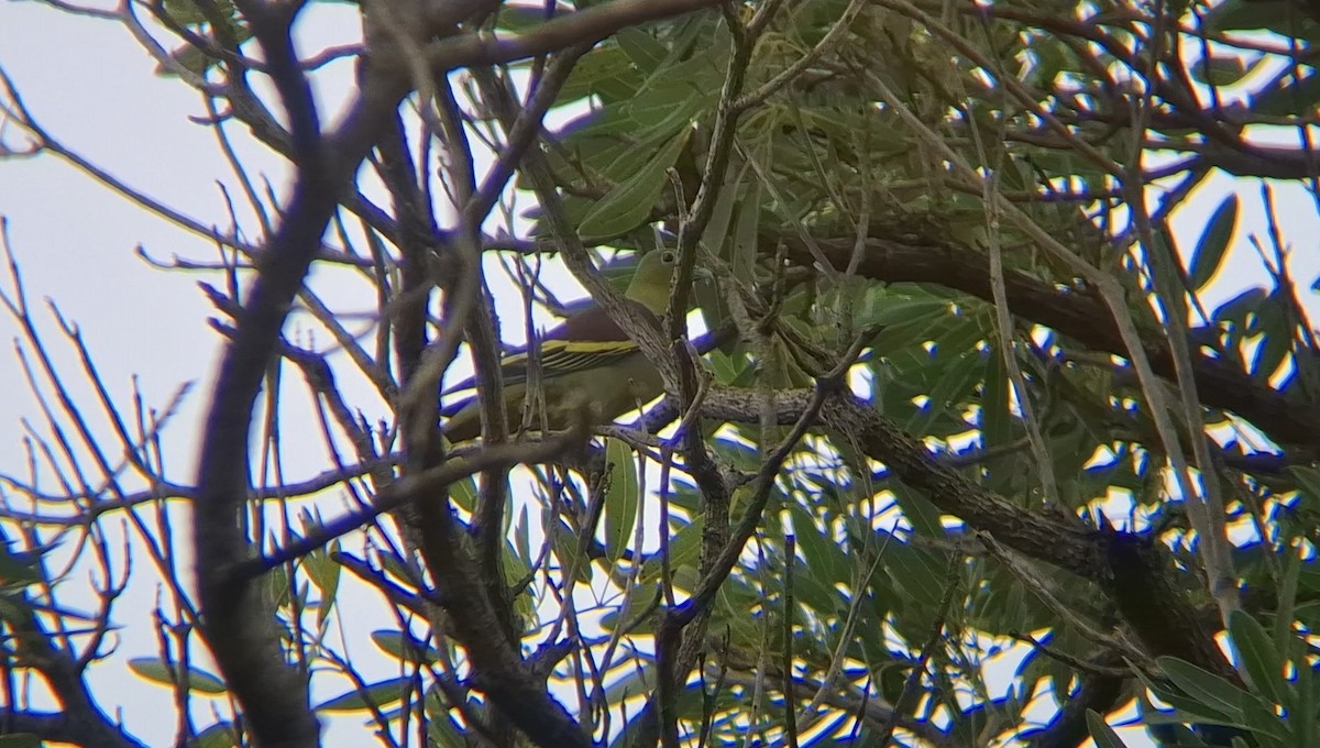 Ashy-headed Green-Pigeon - ML642898493