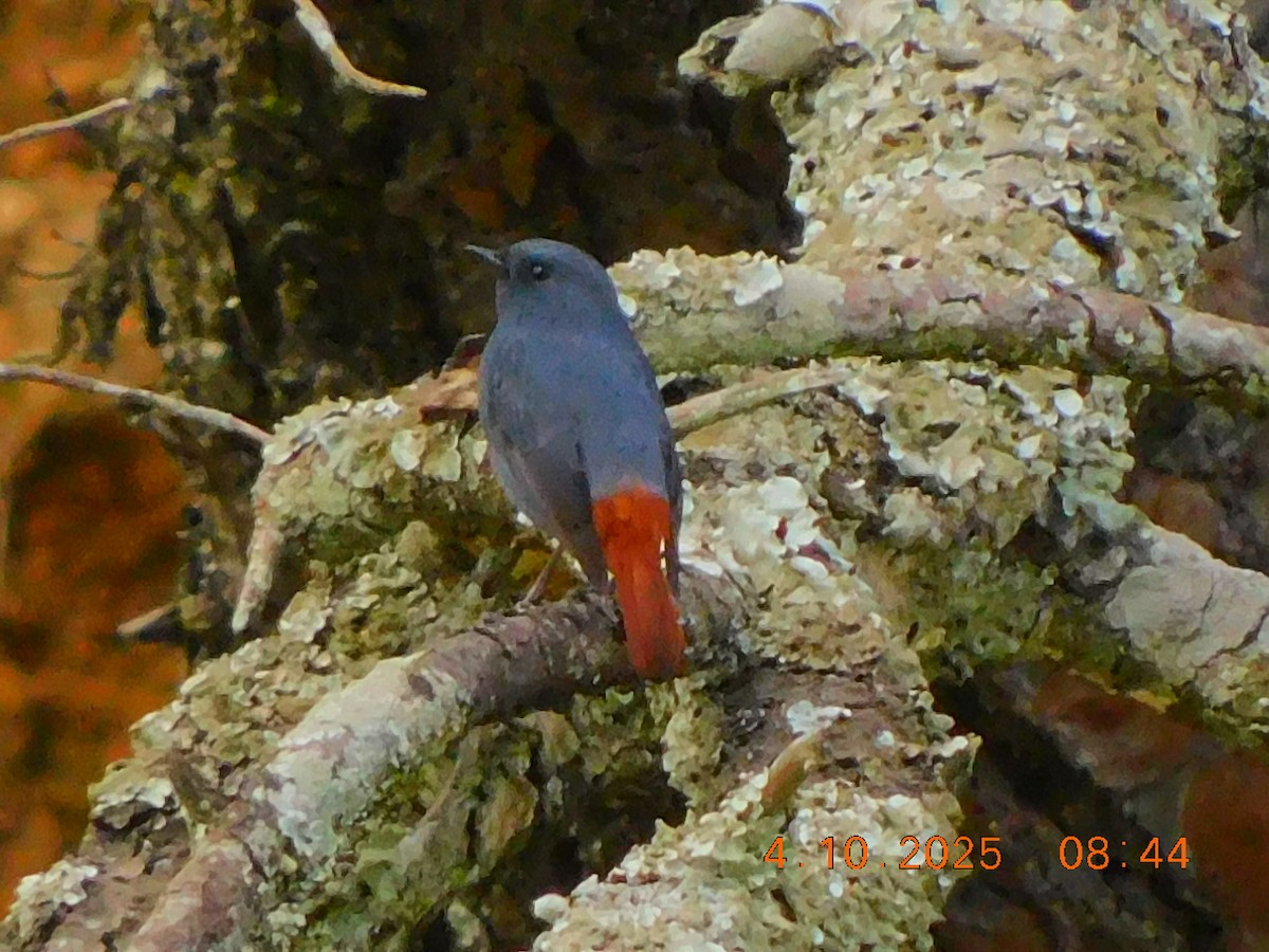 Plumbeous Redstart - ML642898494
