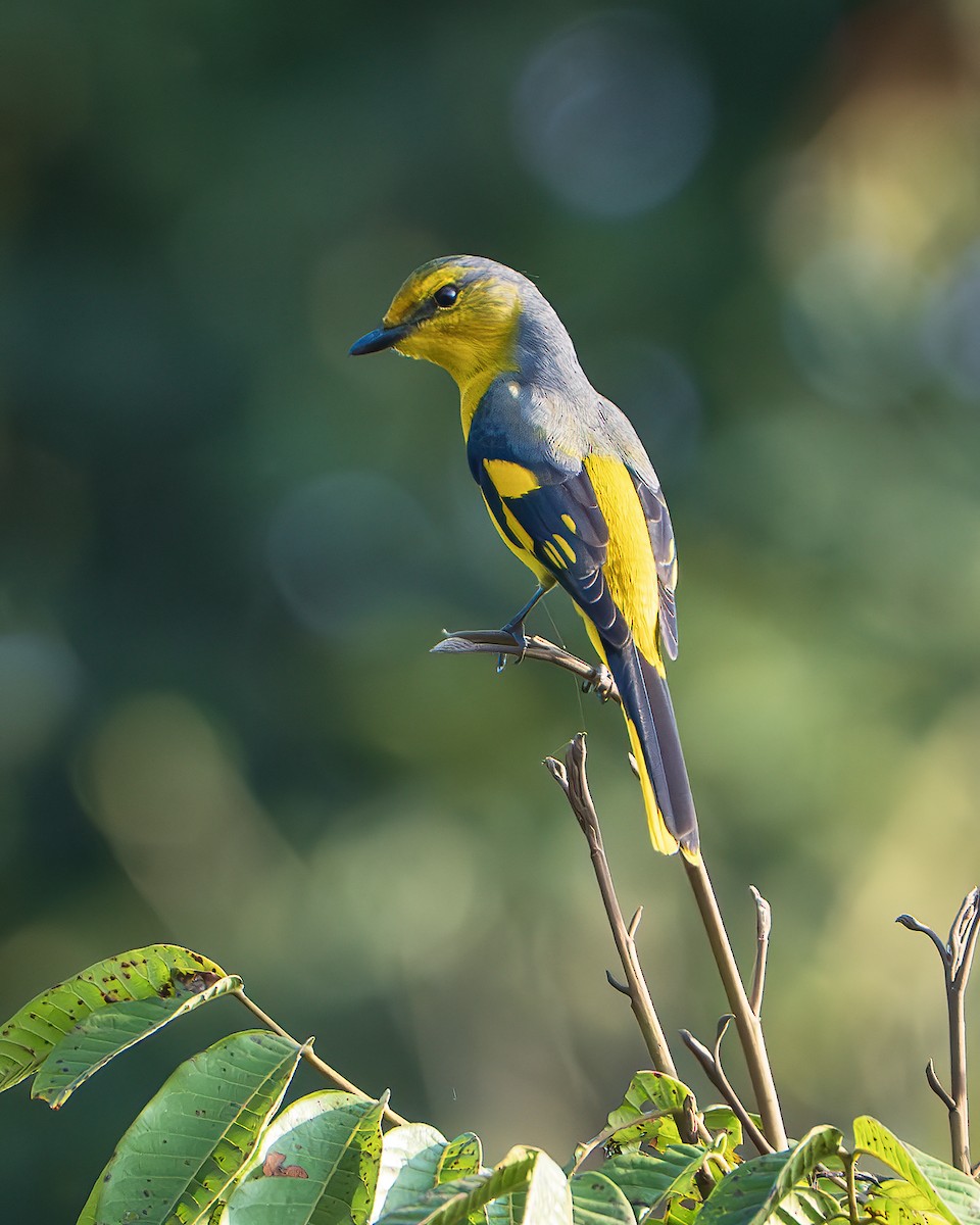 Scarlet Minivet - ML642898517