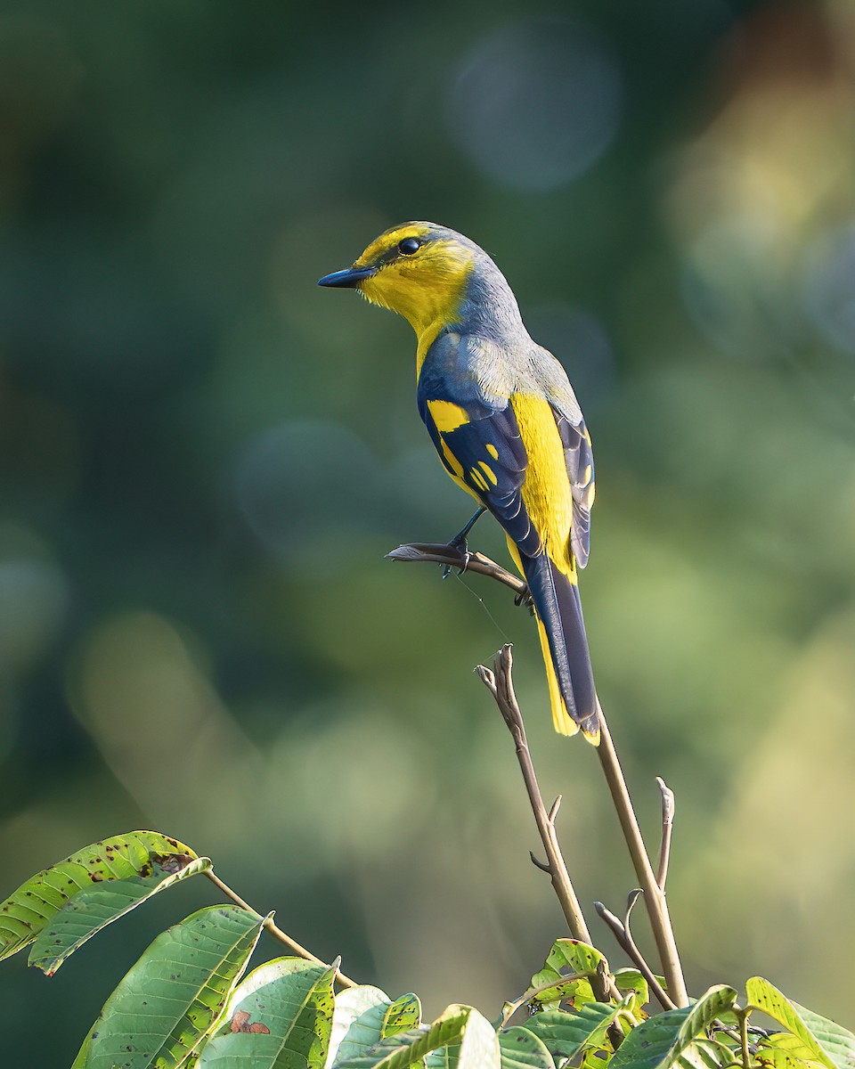 Scarlet Minivet - ML642898518