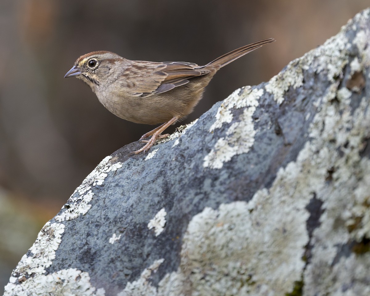 Rufous-crowned Sparrow - ML642898527