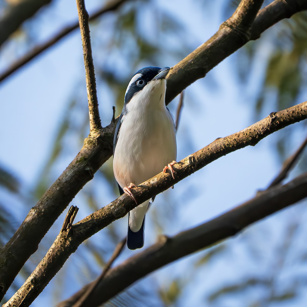 White-browed Shrike-Babbler - ML642898528