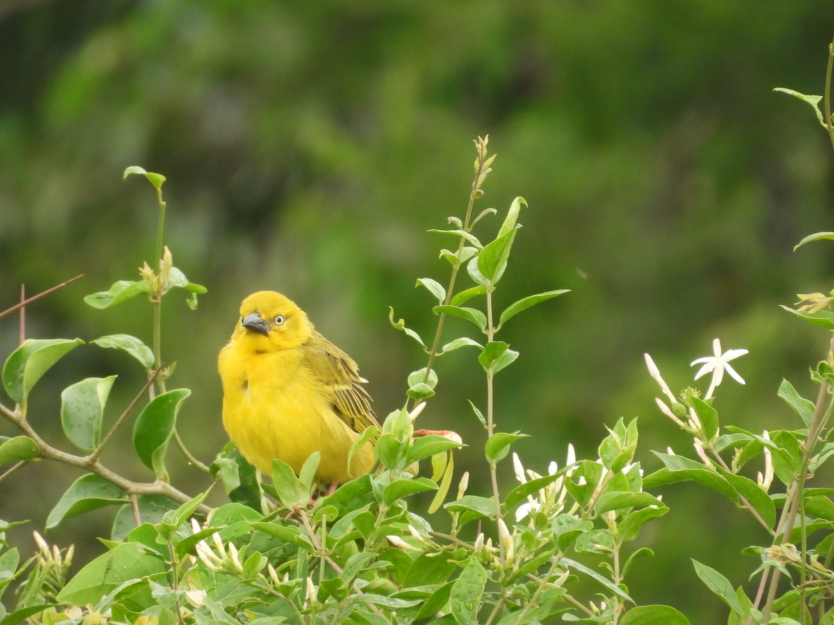 Holub's Golden-Weaver - ML642898529