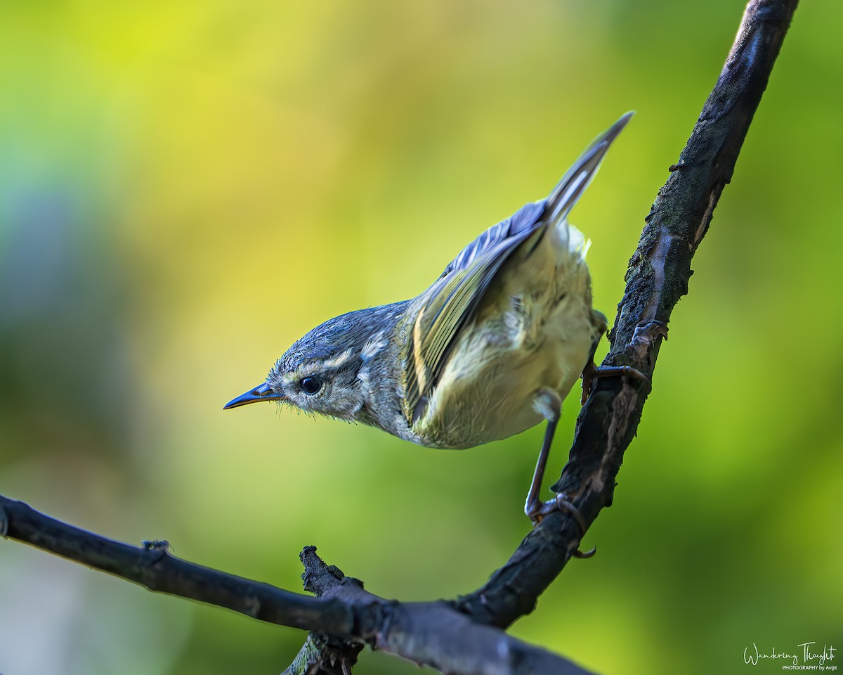 Buff-barred Warbler - ML642898530