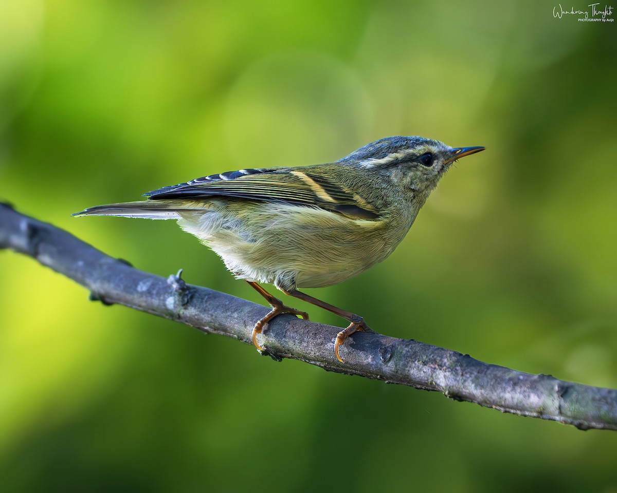 Buff-barred Warbler - ML642898531