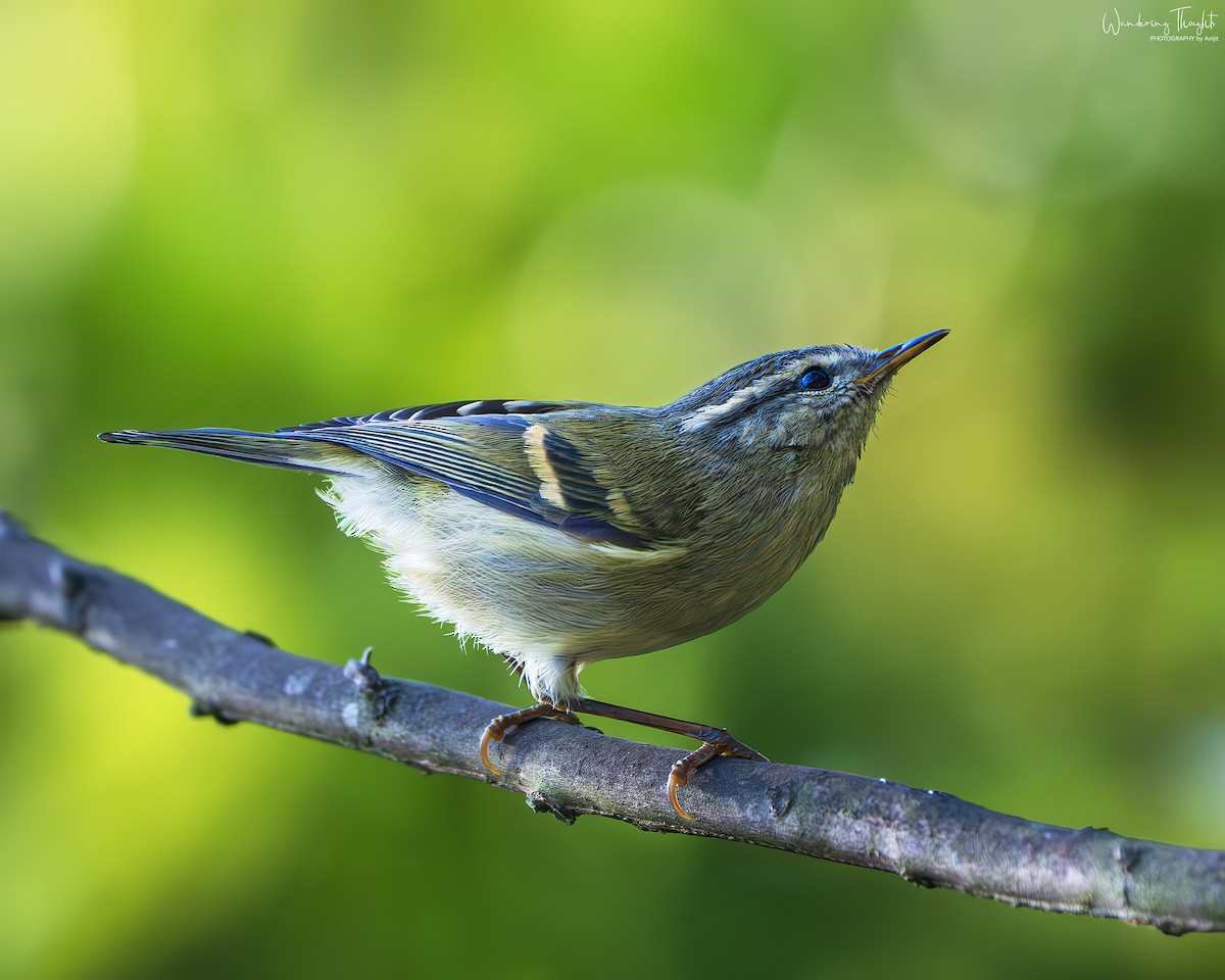 Buff-barred Warbler - ML642898532