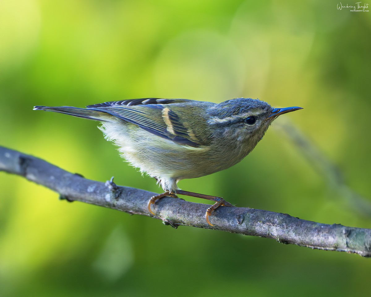 Buff-barred Warbler - ML642898533