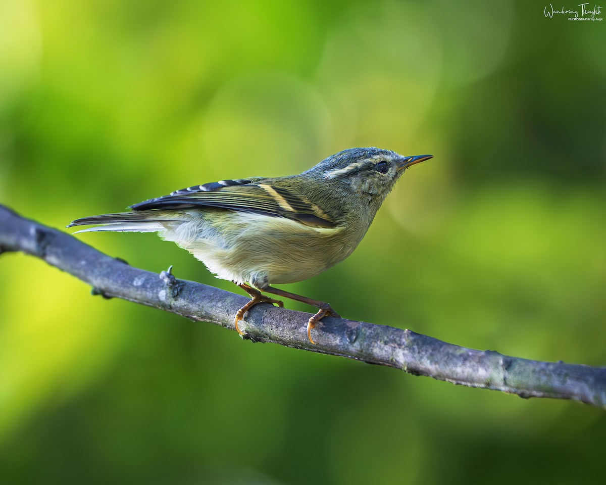 Buff-barred Warbler - ML642898534
