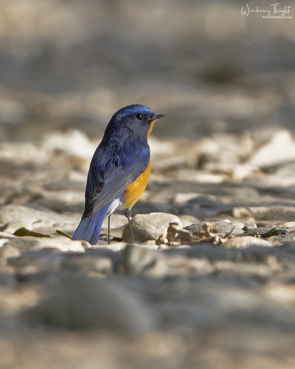 Rufous-breasted Bush-Robin - ML642898538