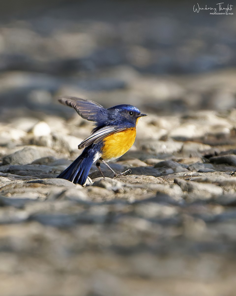 Rufous-breasted Bush-Robin - ML642898539