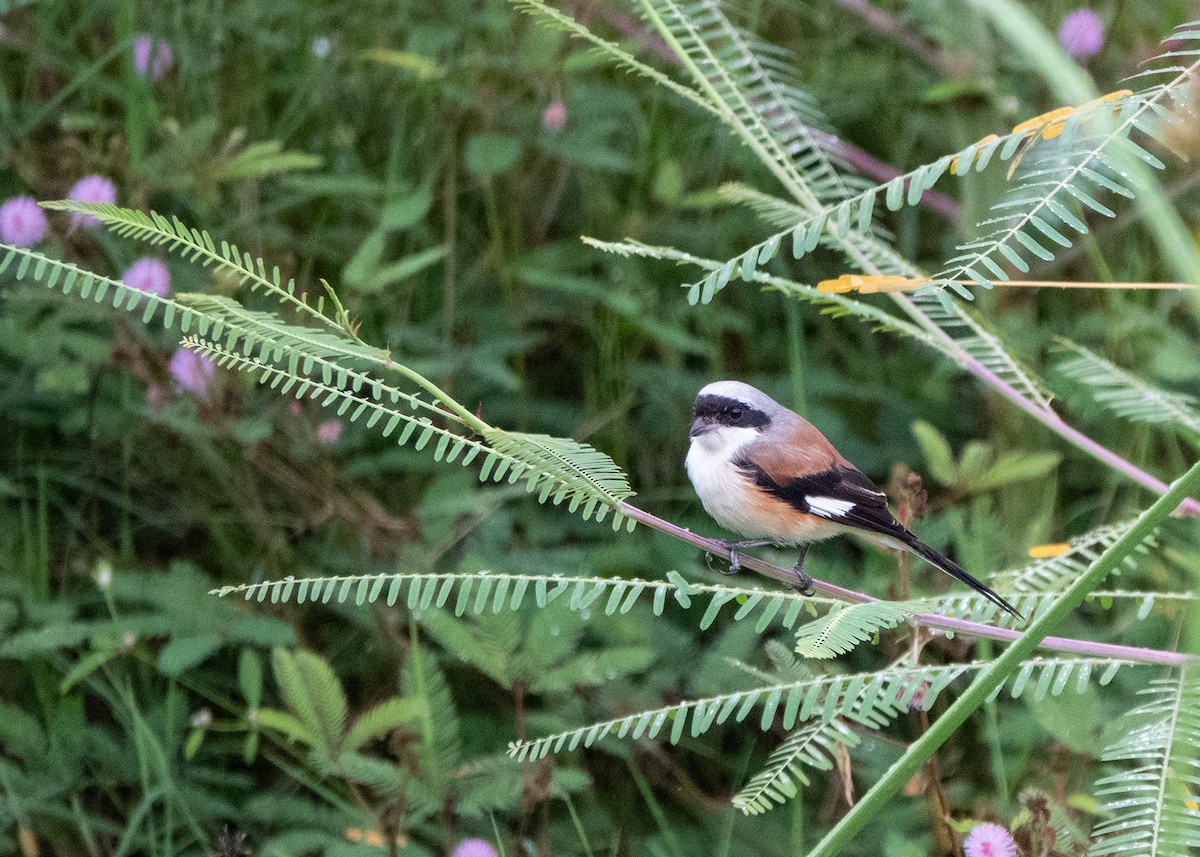 Bay-backed Shrike - ML642898550