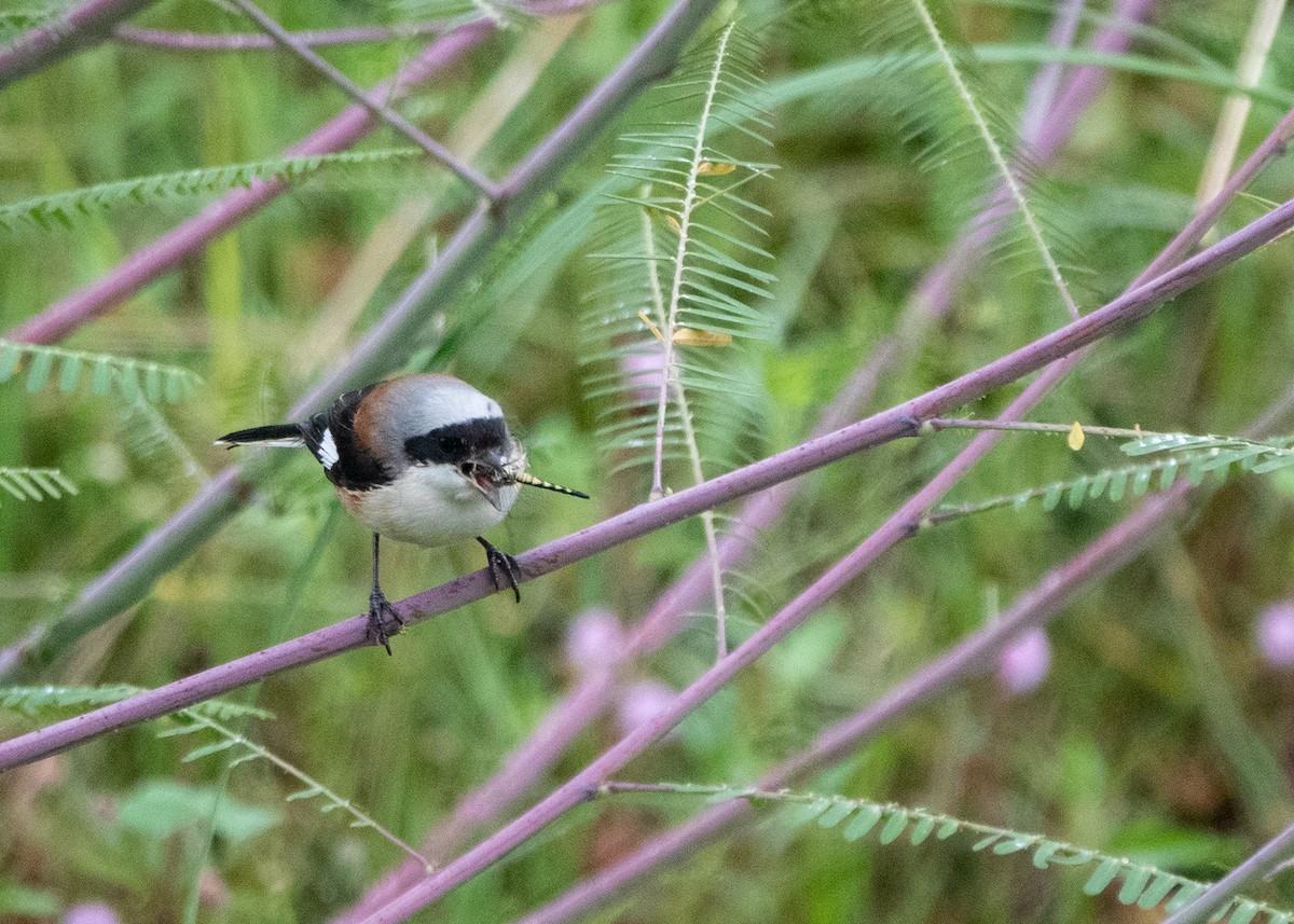 Bay-backed Shrike - ML642898551