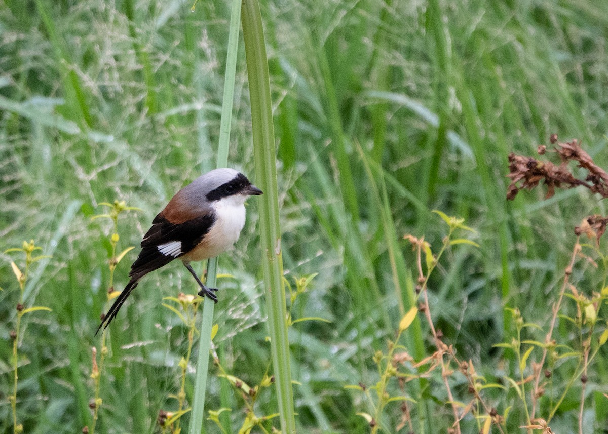 Bay-backed Shrike - ML642898552