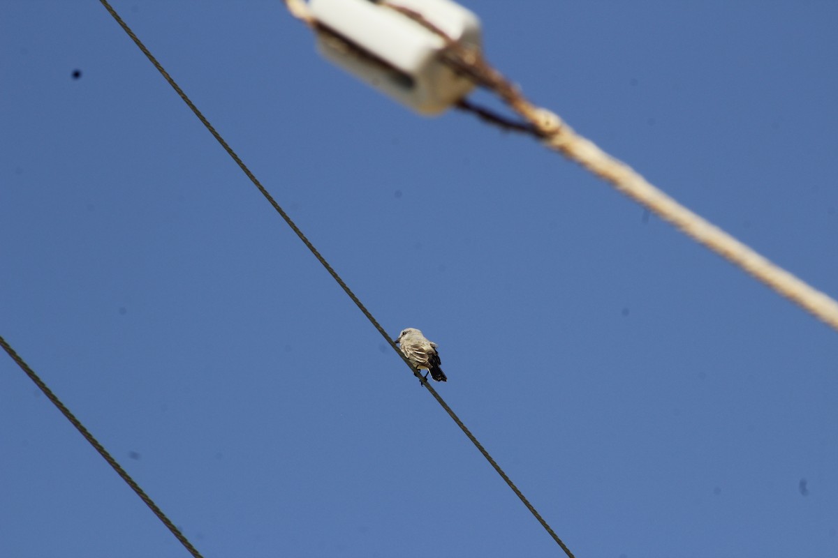 Western Kingbird - ML642898554