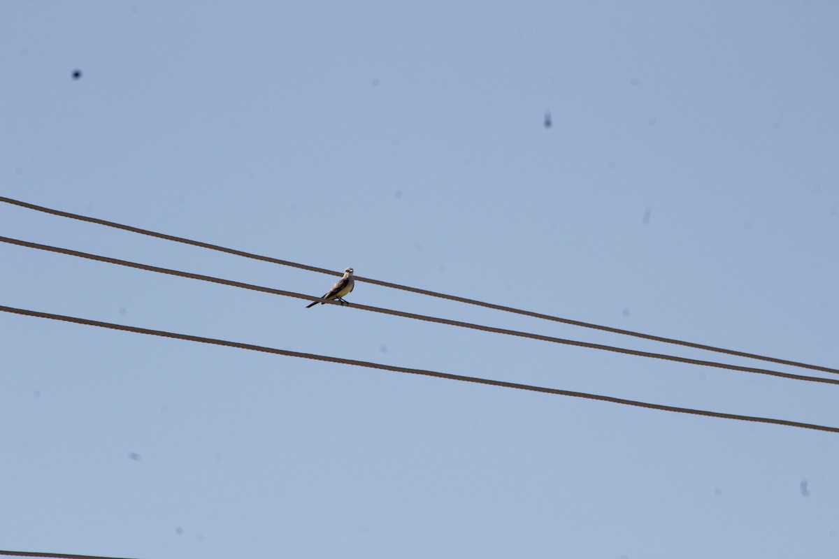 Western Kingbird - ML642898555