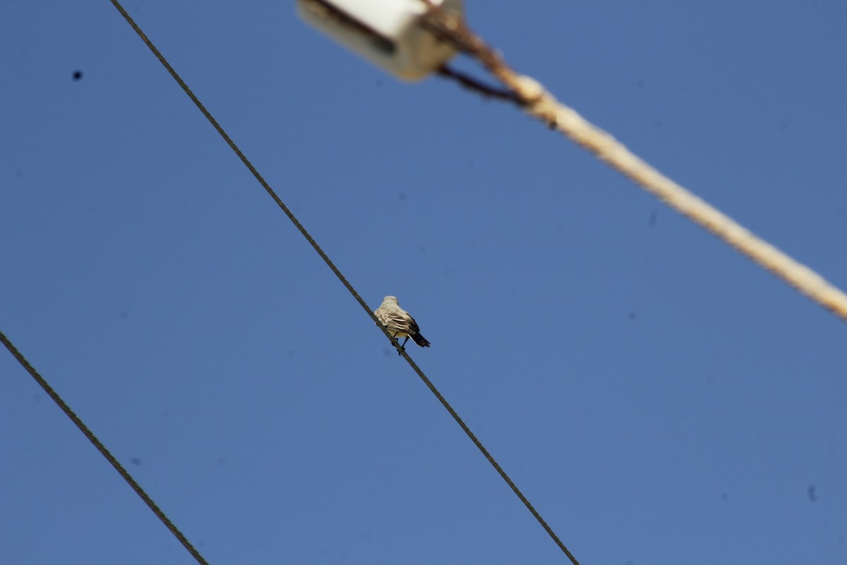 Western Kingbird - ML642898556