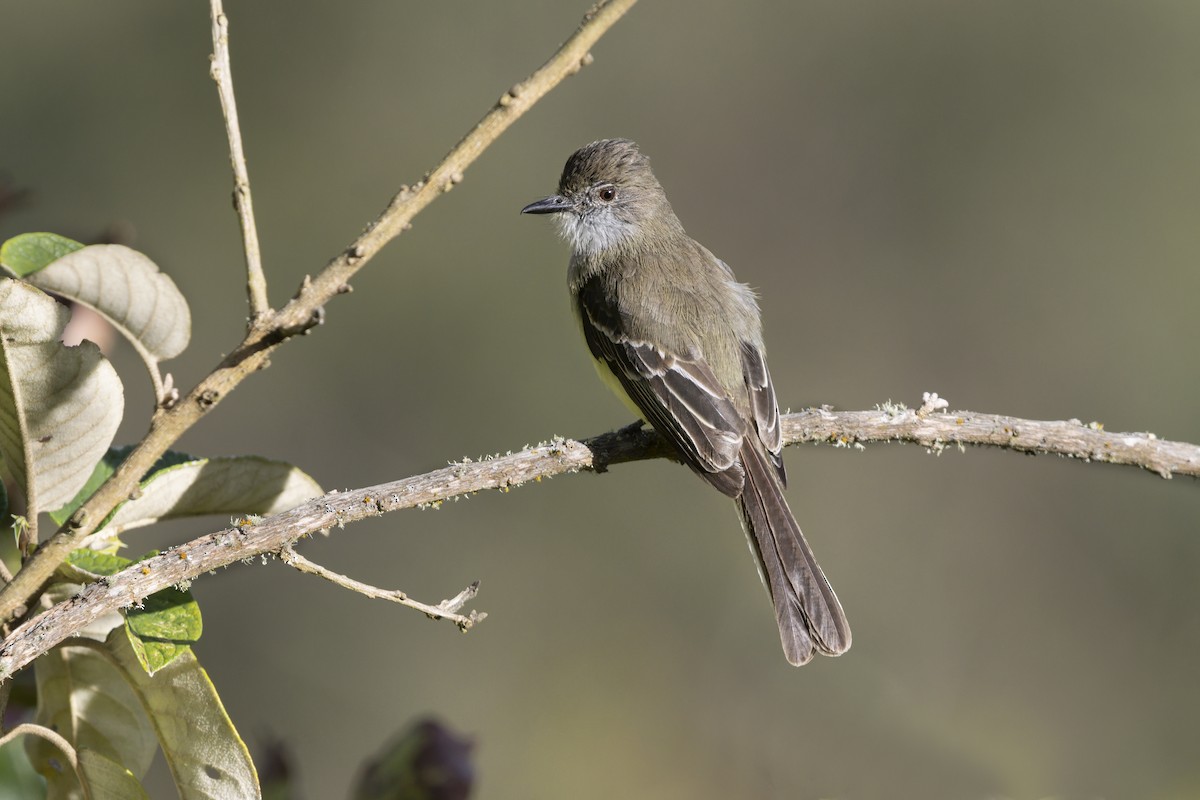 Pale-edged Flycatcher - ML642898560