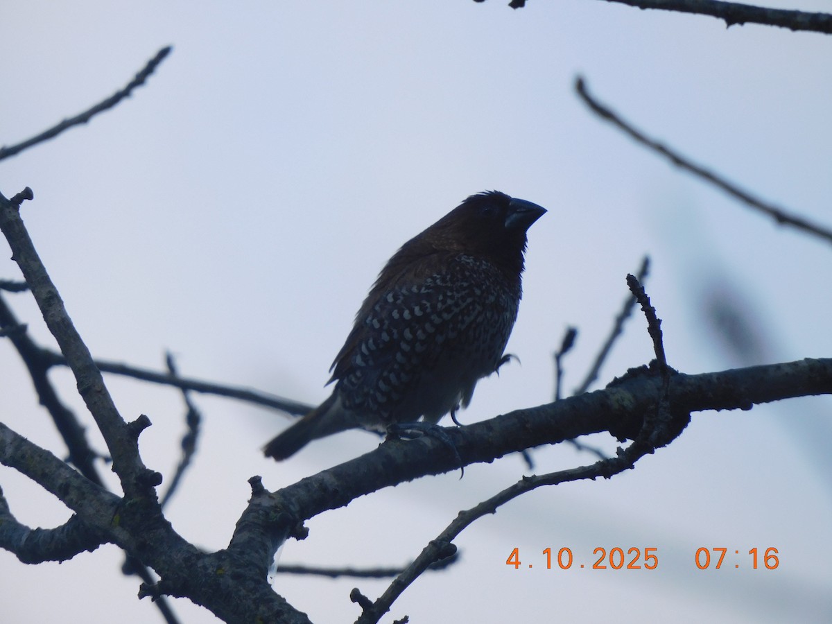 Scaly-breasted Munia - ML642898598