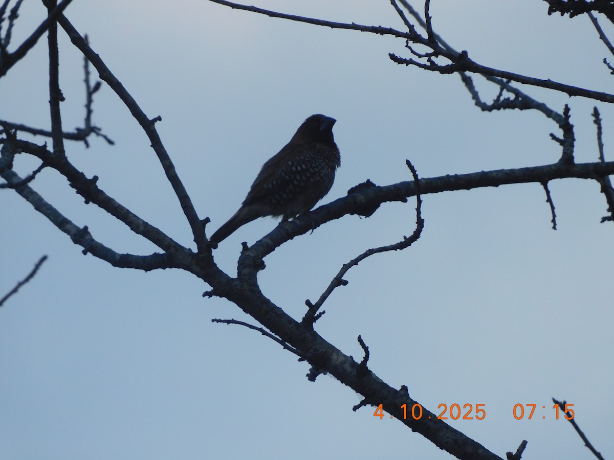 Scaly-breasted Munia - ML642898600