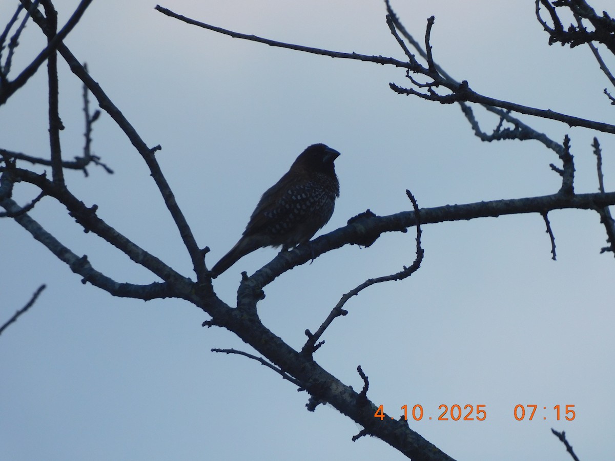 Scaly-breasted Munia - ML642898601