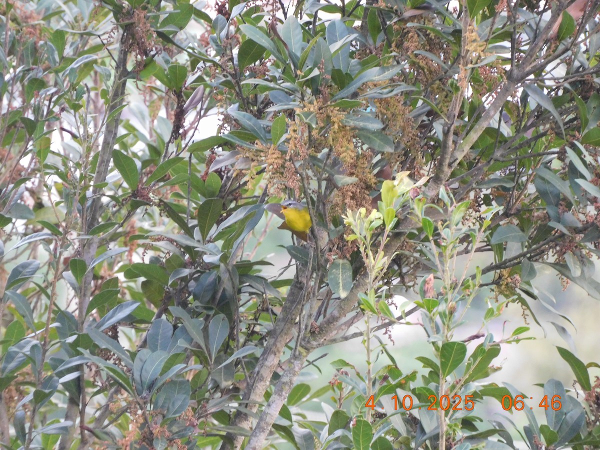 Gray-hooded Warbler - ML642898602