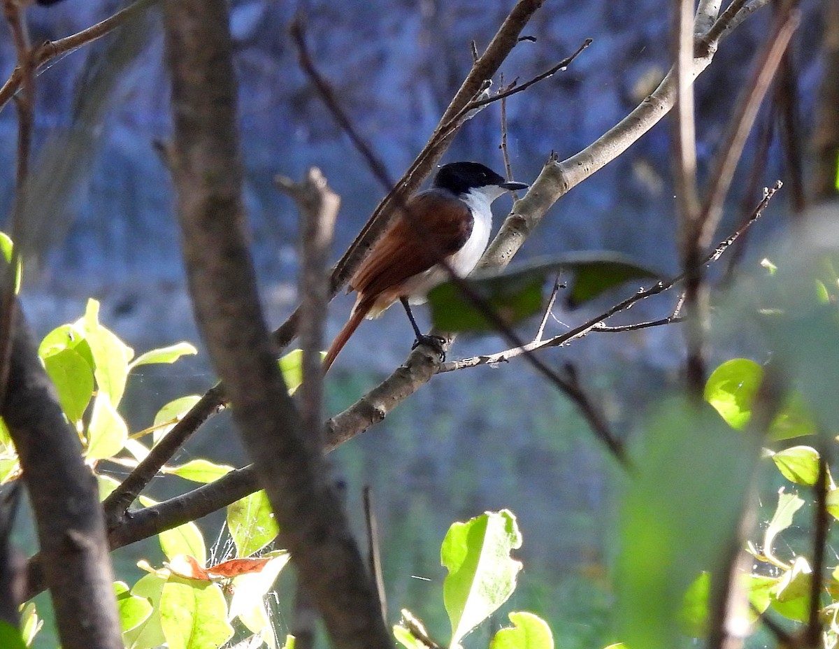 Shining Flycatcher - ML642898641