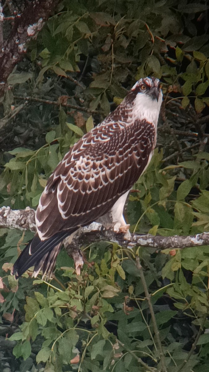 Osprey - ML642898645