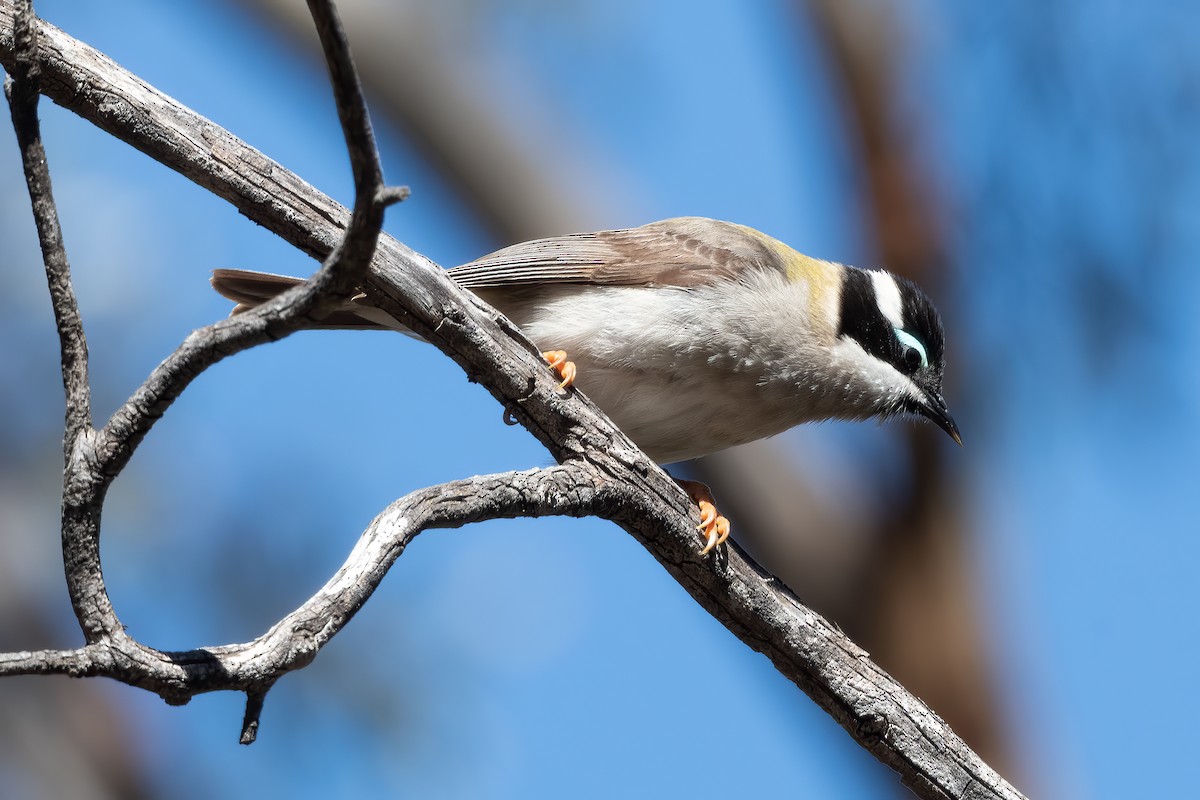 Black-chinned Honeyeater - ML642898646