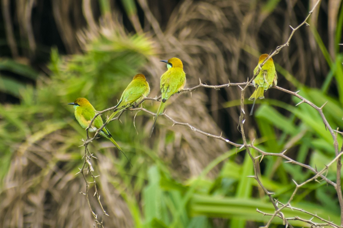 Asian Green Bee-eater - ML642898652