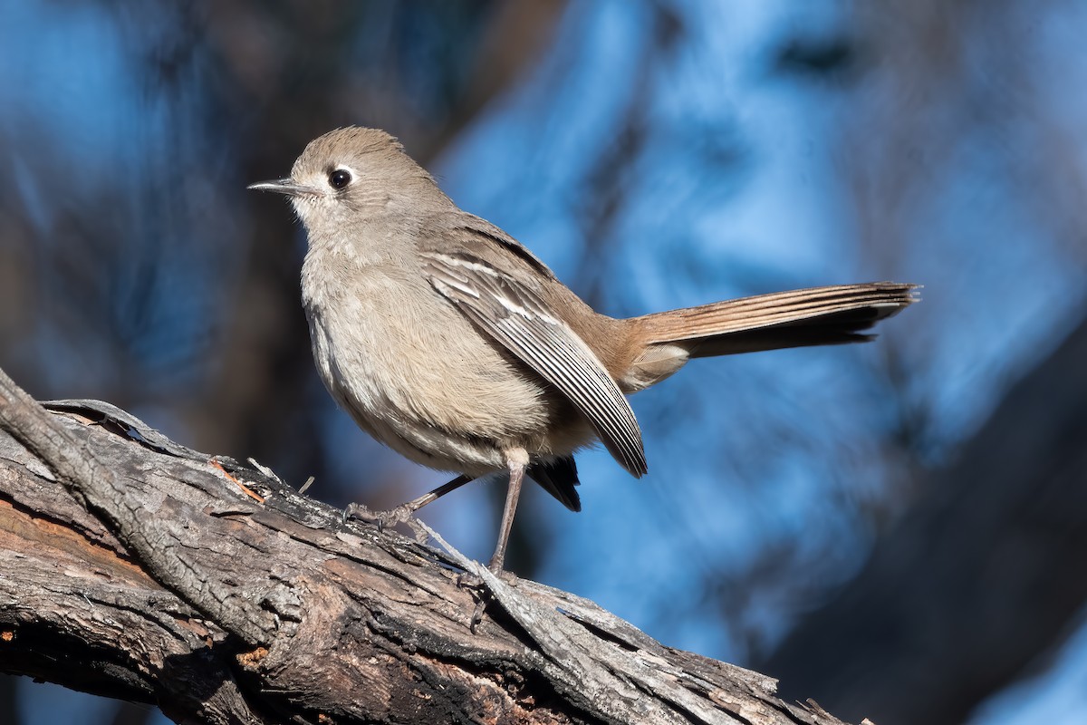 Southern Scrub-Robin - ML642898656