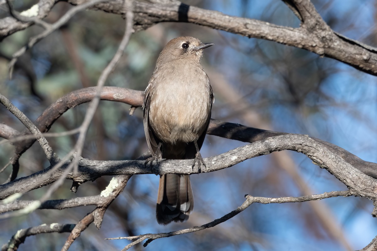 Southern Scrub-Robin - ML642898657