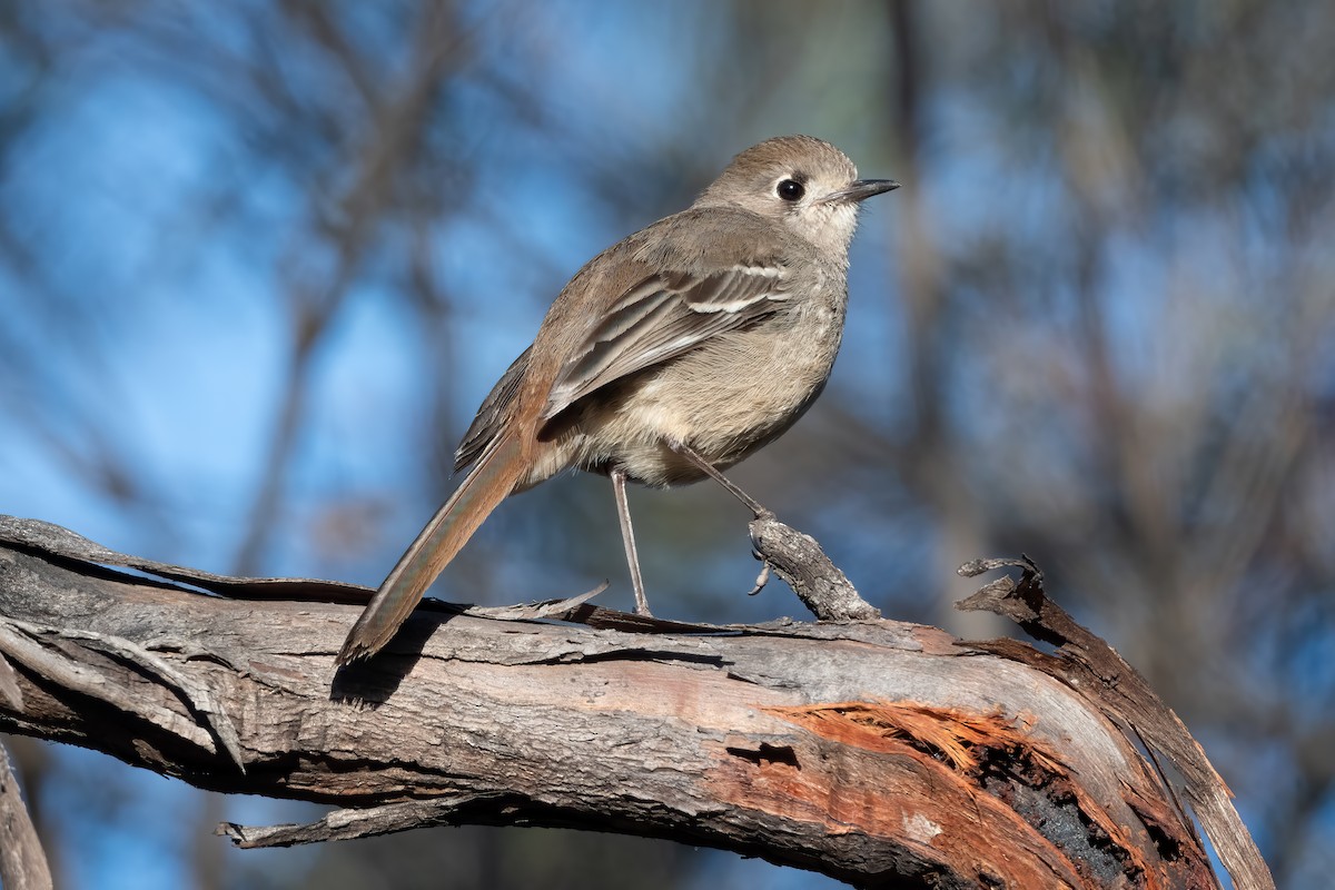 Southern Scrub-Robin - ML642898658