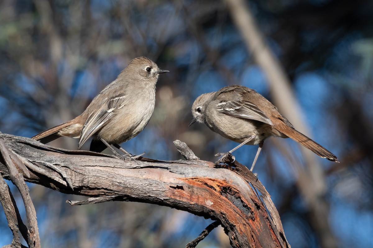 Southern Scrub-Robin - ML642898659