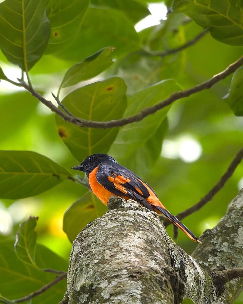 Orange Minivet - ML642898661