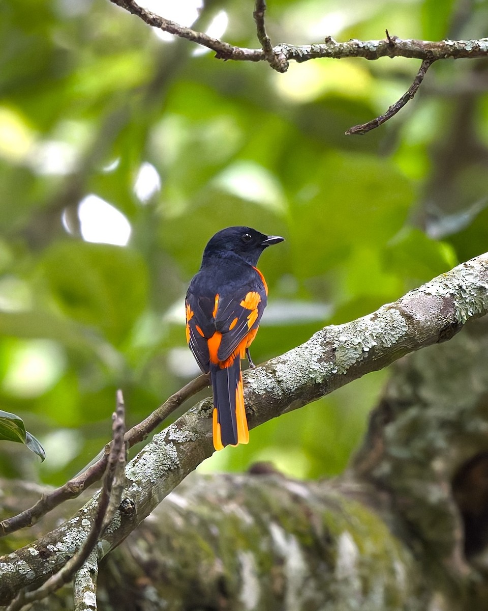 Orange Minivet - ML642898662