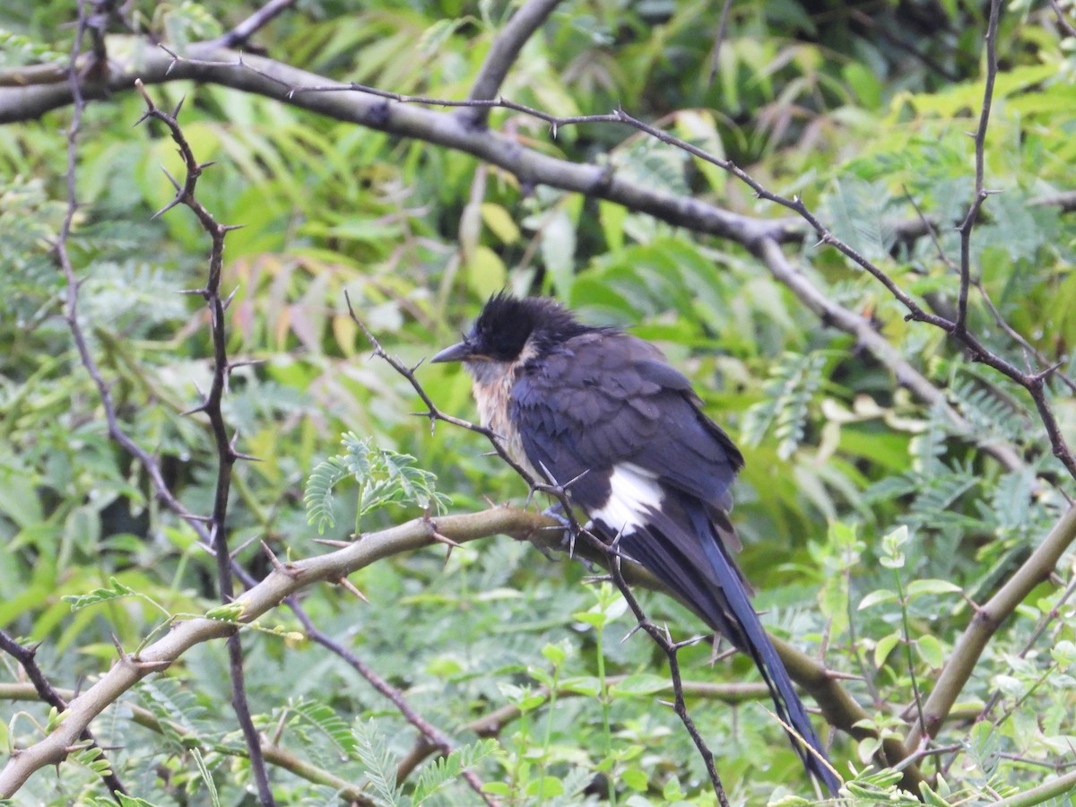 Pied Cuckoo - ML642898663