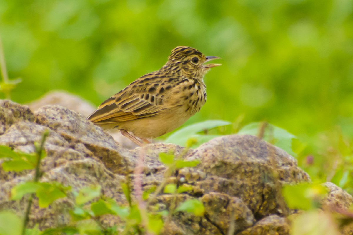 Jerdon's Bushlark - ML642898664