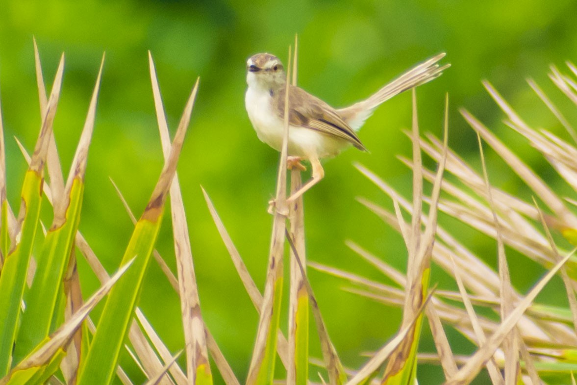 Plain Prinia - ML642898665