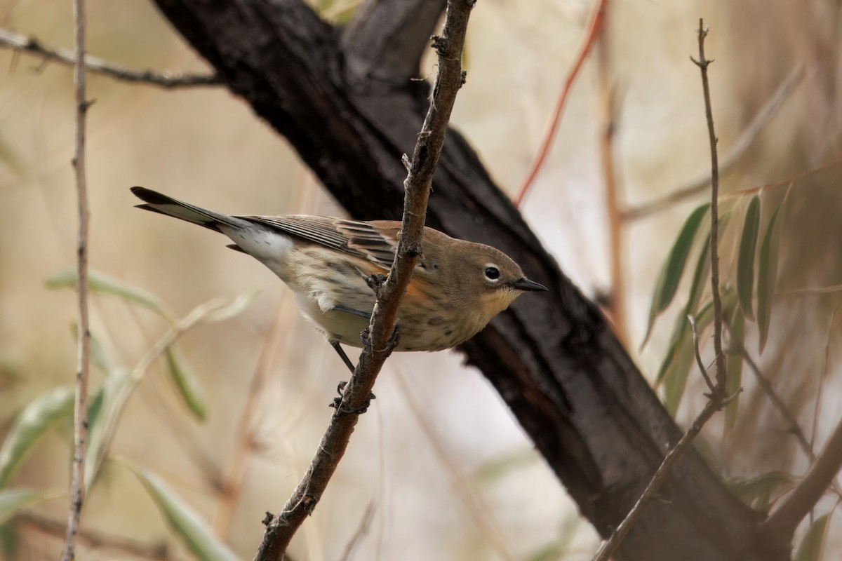 Yellow-rumped Warbler (Audubon's) - ML642898666