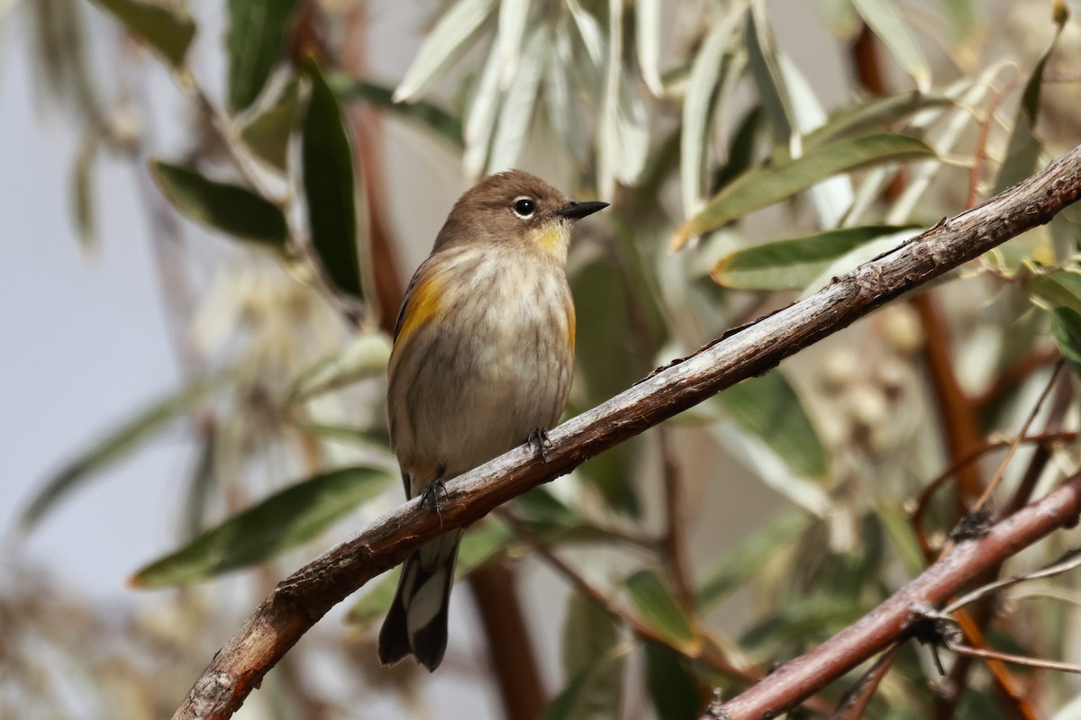 Yellow-rumped Warbler (Audubon's) - ML642898667