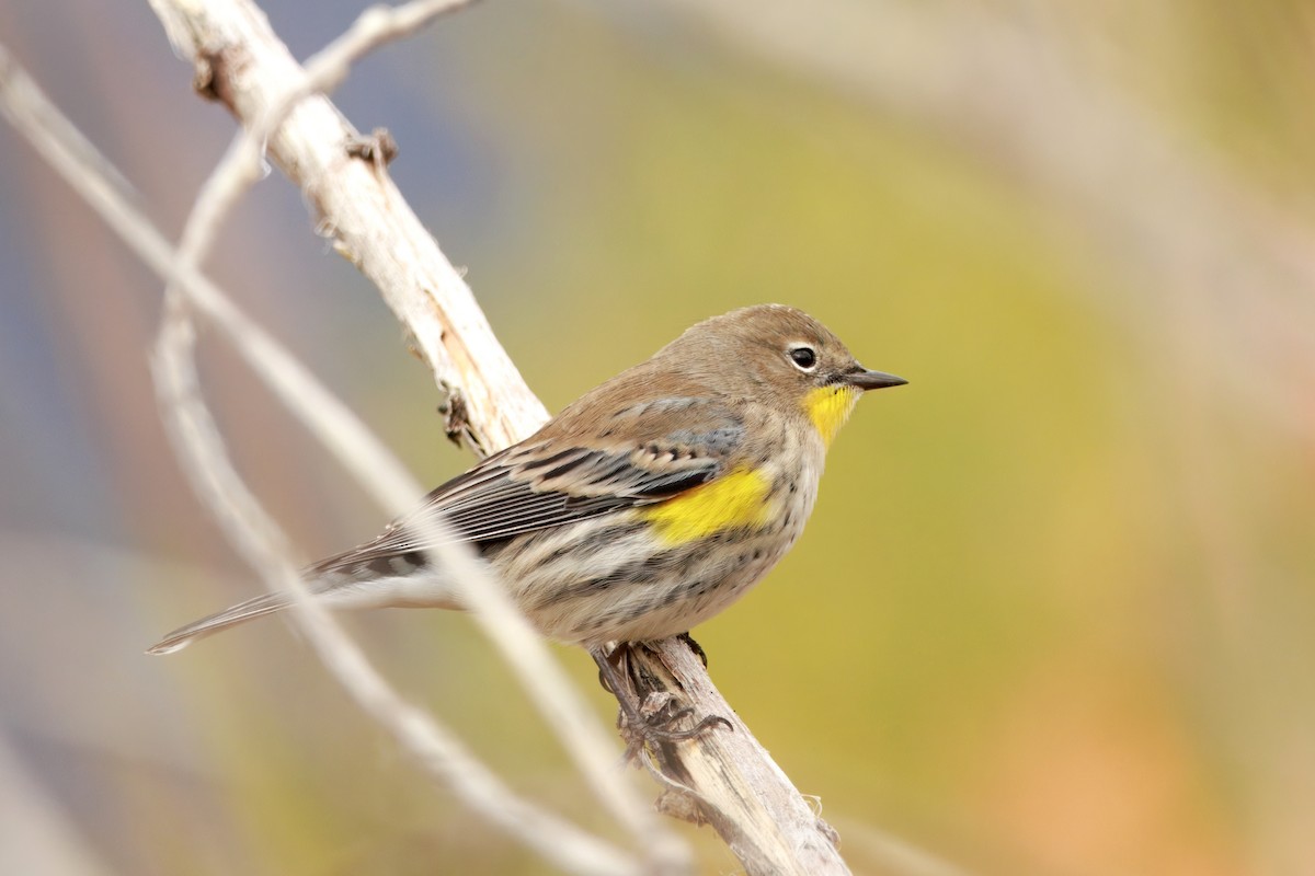 Yellow-rumped Warbler (Audubon's) - ML642898668