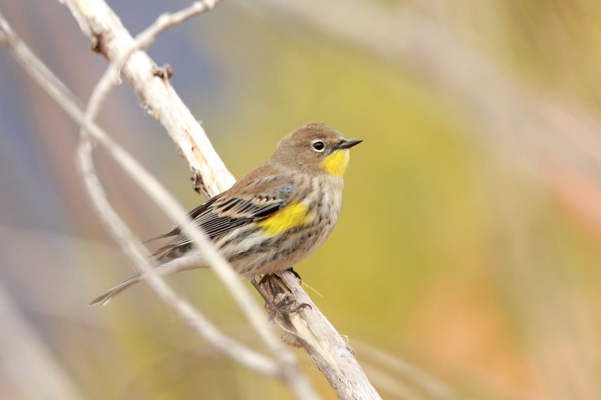 Yellow-rumped Warbler (Audubon's) - ML642898669