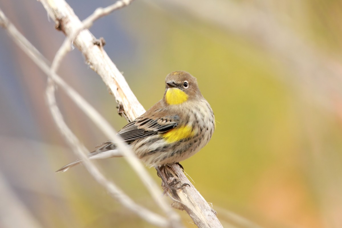 Yellow-rumped Warbler (Audubon's) - ML642898670