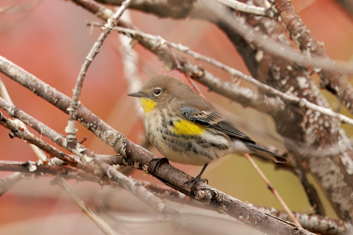 Yellow-rumped Warbler (Audubon's) - ML642898671