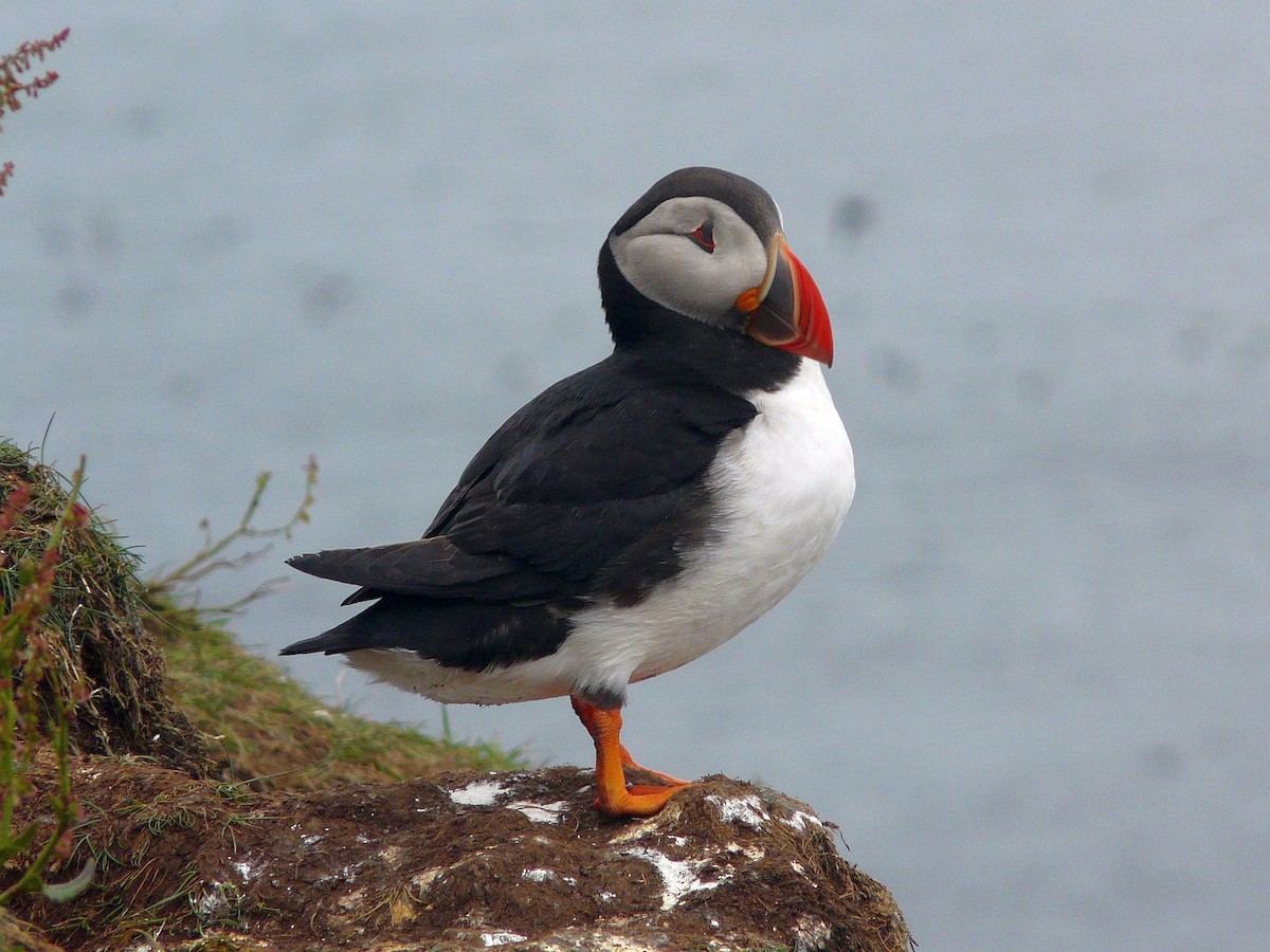 Atlantic Puffin - ML642898672
