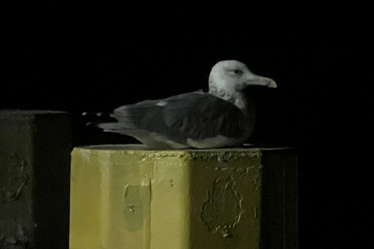 Larus sp. - ML642898673