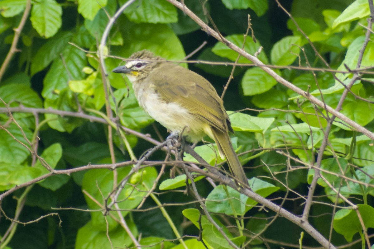 White-browed Bulbul - ML642898675