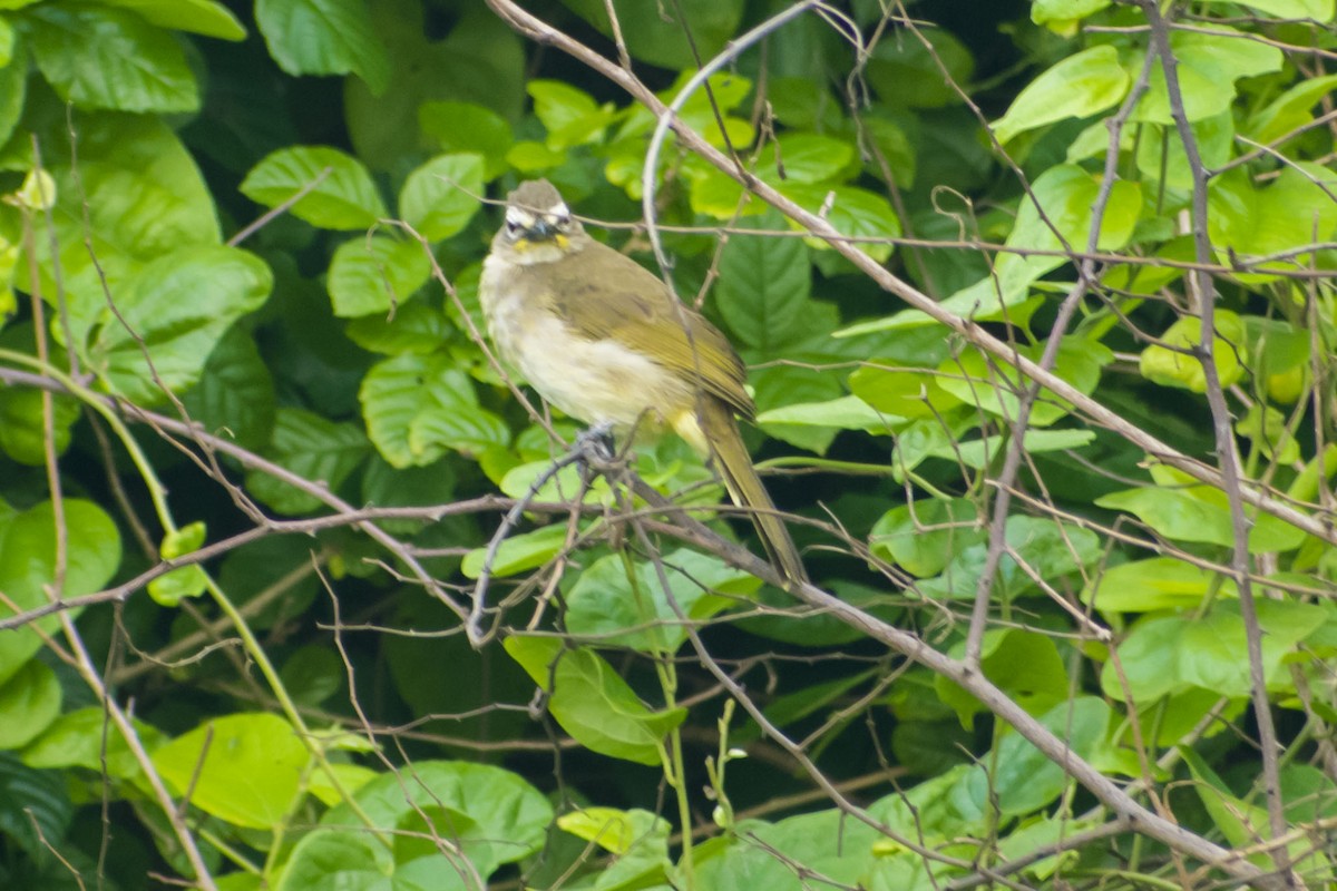 White-browed Bulbul - ML642898676